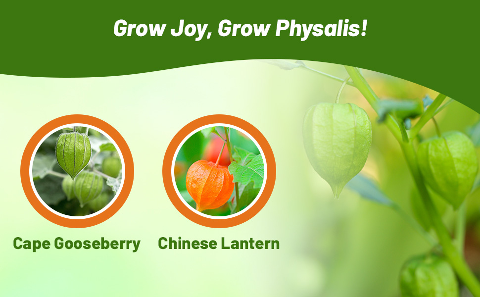 Cape Gooseberry & Chinese Lantern Physalis Fruits
