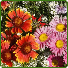Diverse Birds & Butterfly Wildflower Varieties