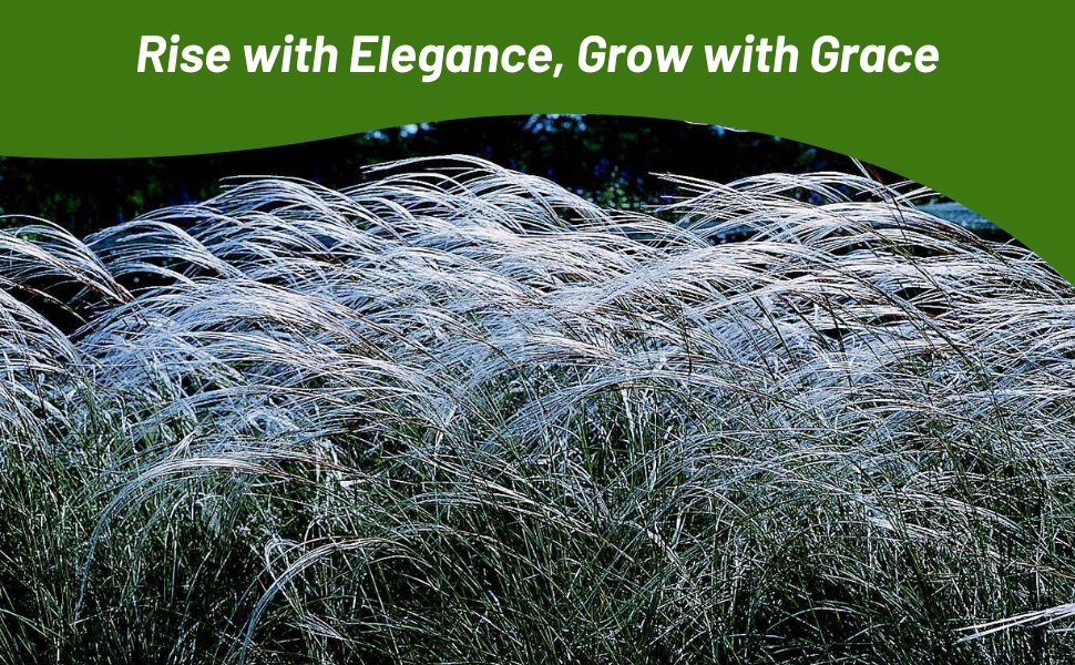 Panicles of Miscanthus Ornamental Grass