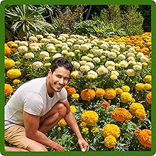 Easy to Grow & Maintain Tagetes erecta African Marigold