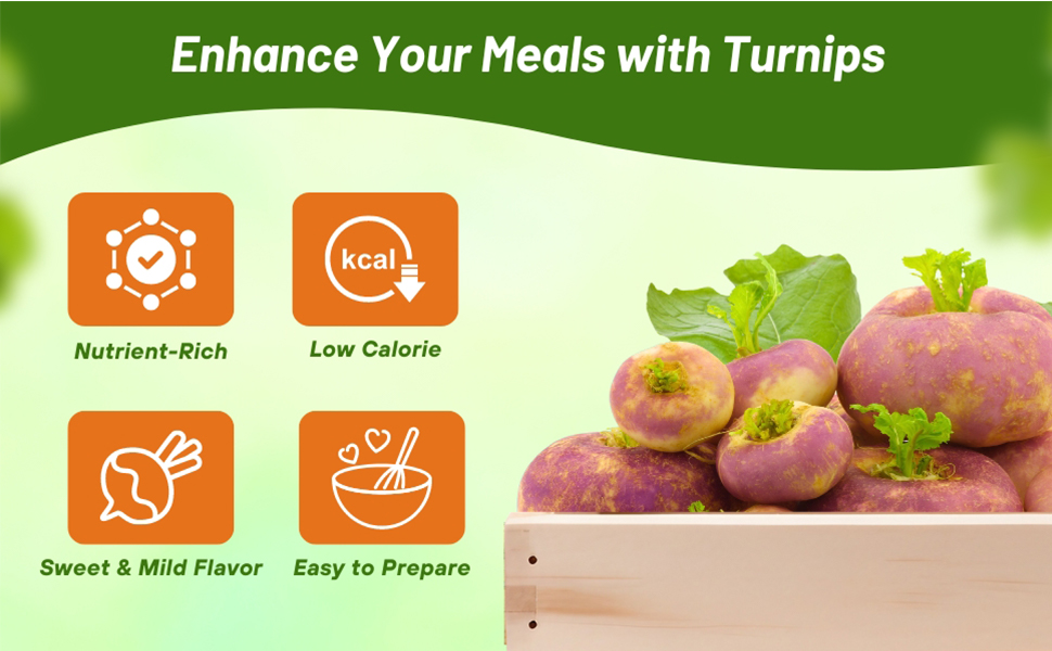 Nutrient Rich, Sweet, Mild Flavor Purpletop Turnip Seeds