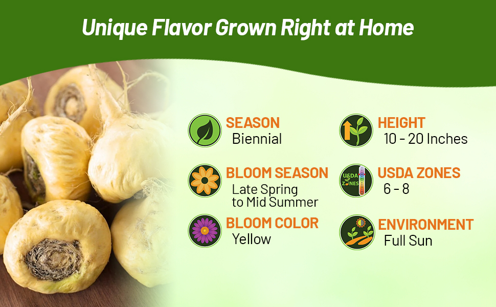 Maca Grows In Full Sun in USDA Zones 6 - 8
