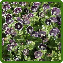 Pennie Black Flowers