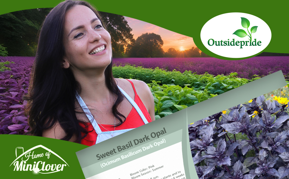 Basil Dark Opal Herb Garden