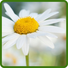 Large Flowers of Chrysanthemum Shasta Daisy