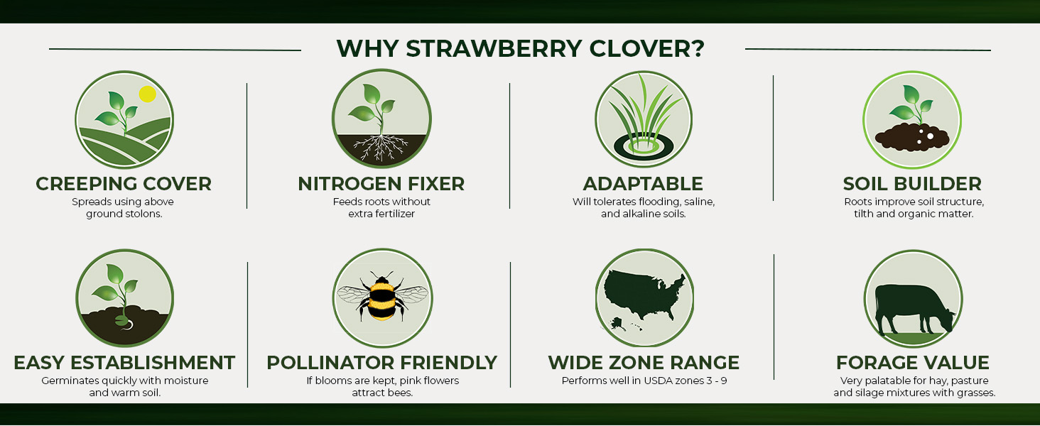 Strawbery Clover Nitrogen Fixer