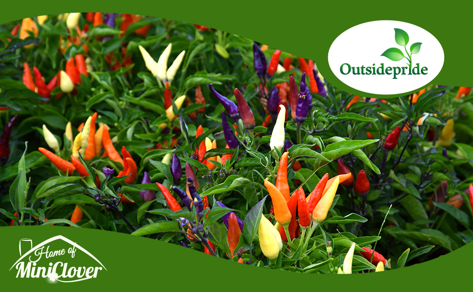 Capsicum Ornamentla Pepper Plants