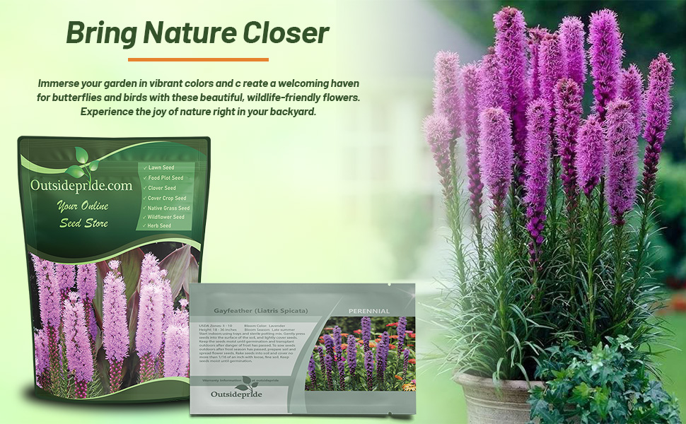 Liatris Gayfeather Packaging and Flowers in Container