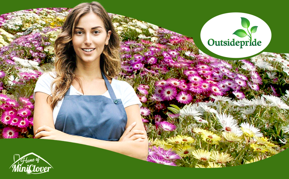Ice Plant Drought & Heat Tolerant Ground Cover Plants