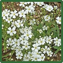 Gypsophila Baby's Breath Up Close Flowers