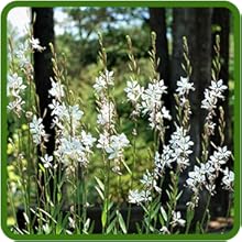 Gaura Pollinator-Friendly and Garden Versatility