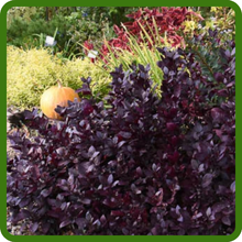Alternanthera Purple Knight Enhances Garden Texture and Depth