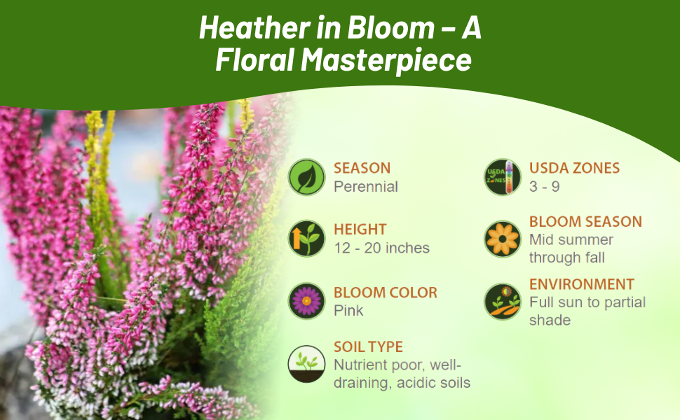 Perennial Heather Full Sun to Partial Shade