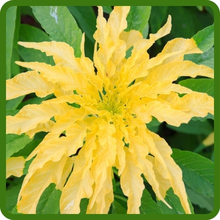 Yellow Amaranthus Flower