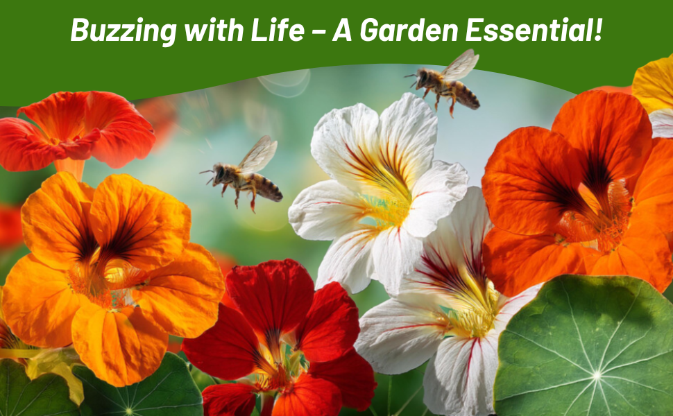 Nasturtiums Attract Bees, Pollinators, & Butterflies