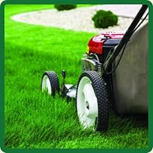 Low Maintenance Creeping Red Fescue Lawn Grass Seed