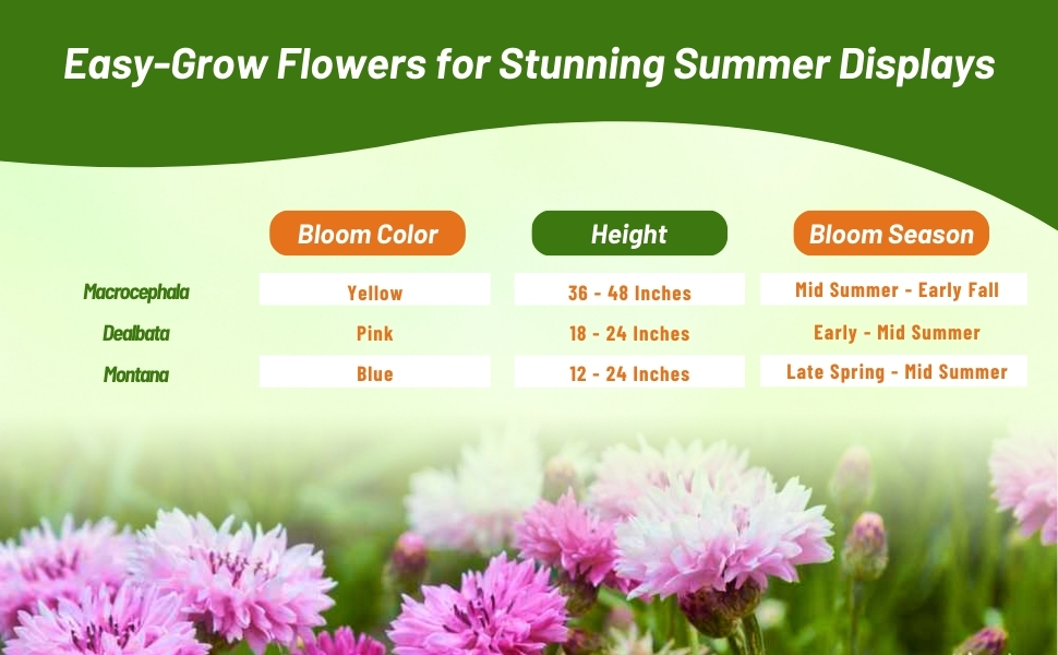 Bloom Season, Color, & Height of Perennial Cornflower Chart