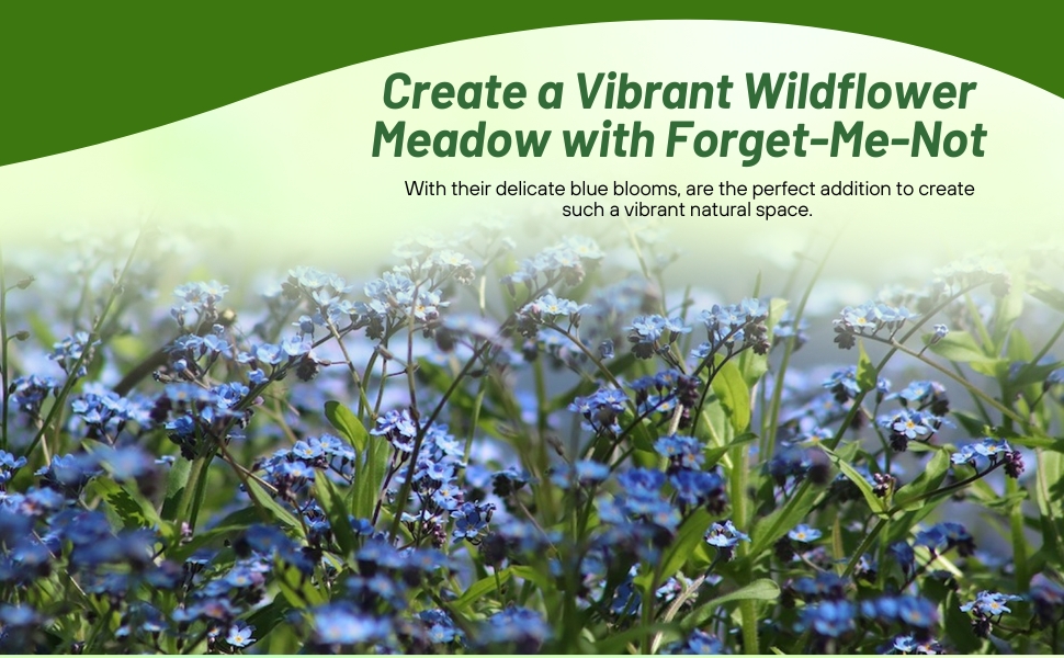 Vibrant Wildflower Meadow of Myosotis sylvatica Forget-me-not