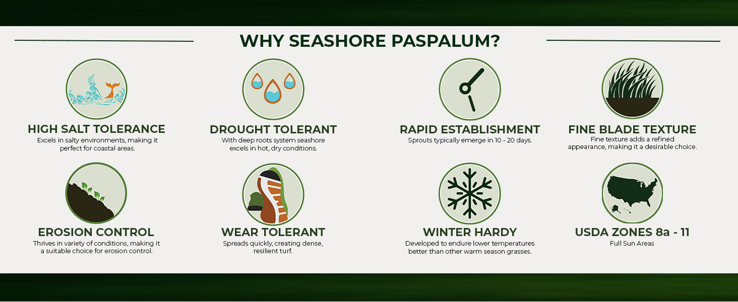 Seashore Paspalum Seed