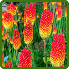 Striking Torch-Like Blooms of Red Hot Poker