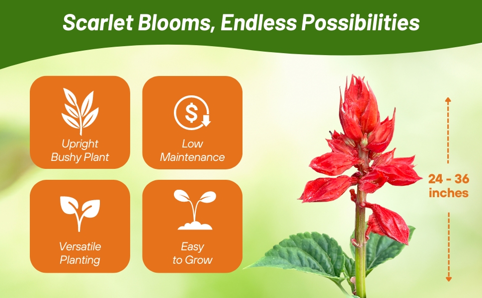 Low Maintenance, Upright Bushy Scarlet Sage Flowers