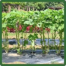 Easy To Grow Okra Plants