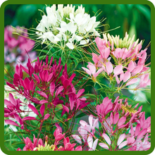 Vivid Mix of Summer Blooms Cleome Spider Flower