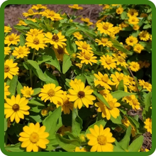 Dwarf Melampodium Derby Garden Landscape