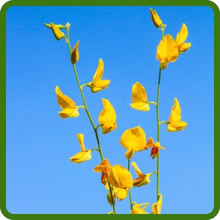 Sunn Hemp Pollinator Plants &amp; Green Manure