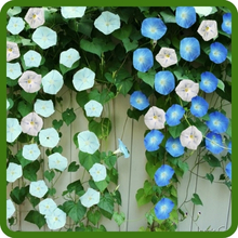 Heat and Drought Resistant Ipomoea Tricolor Morning Glory