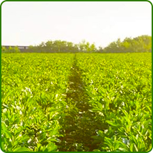 High Yield Variety of Fava Bean