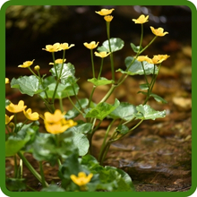 Beneficial Insectary Wildflowers Attracts Pollinators
