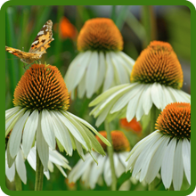Butterfly on Echinacea White Swan Coneflower Pollinating