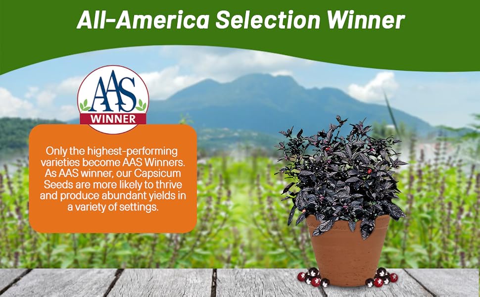 AAS Award Winner Black Pearl Pepper Container Plant