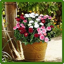 Bellis Container Plants