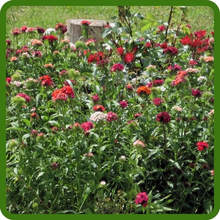 Perennial Lychnis Flower Garden