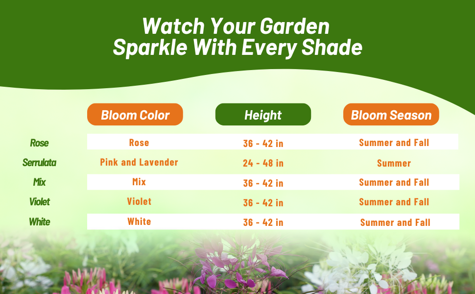 Bloom Season, Height, & Color Chart of Cleome Spider Flower