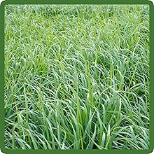 Switchgrass Excels In Poor Soils High Germination Establishment