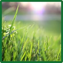 Full Sun Midnight Kentucky Bluegrass Lawn Seed