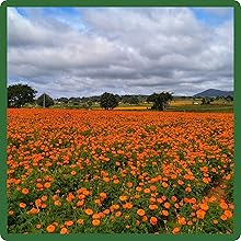 image of flower