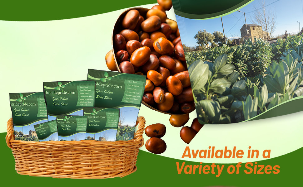 Bulk Fava or Faba Bean Seed Bags For Planting