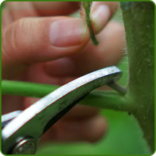 Easy Maintenance & Care of Liatris Gayfeather Plants