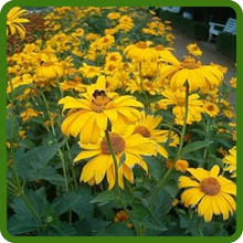 Heat & Drought Tolerant Heliopsis