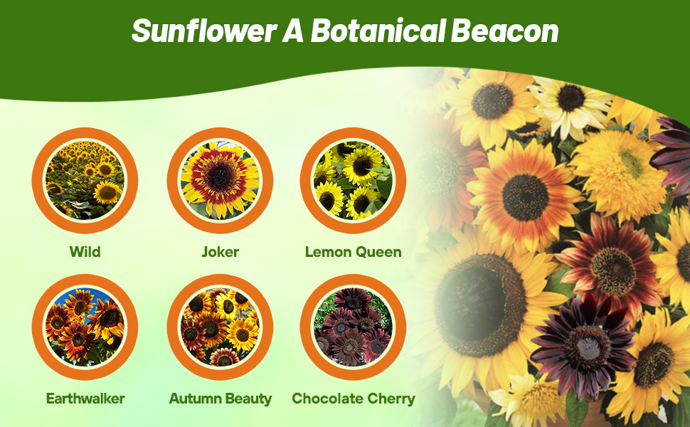 Flower Seed Varieties of Helianthus Annuus Sunflower