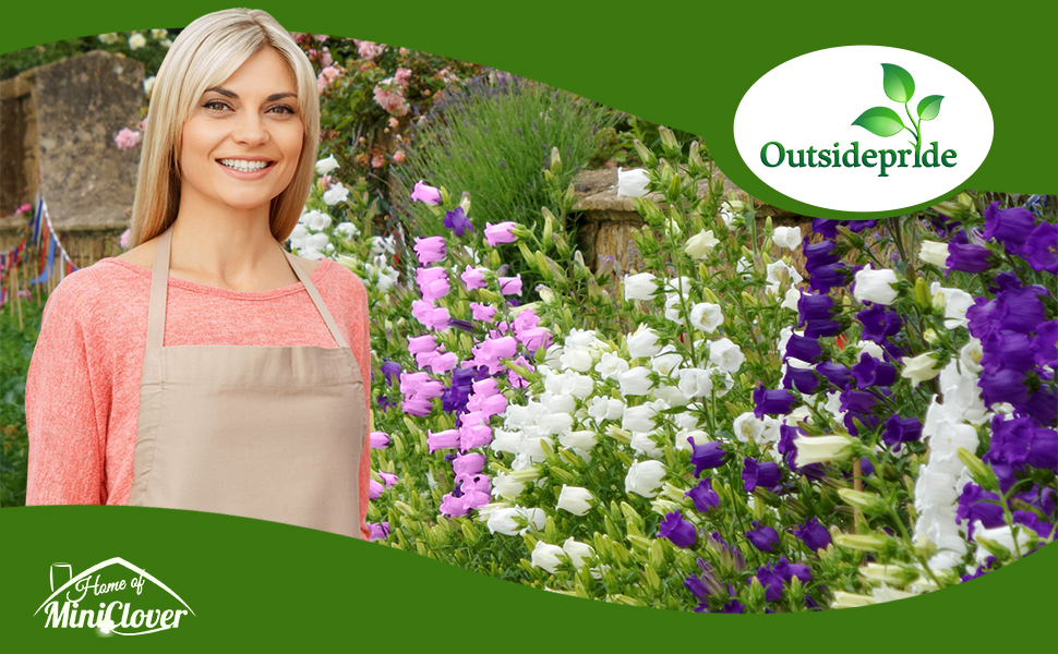 Mixture of Canterbury Bells Flower Garden