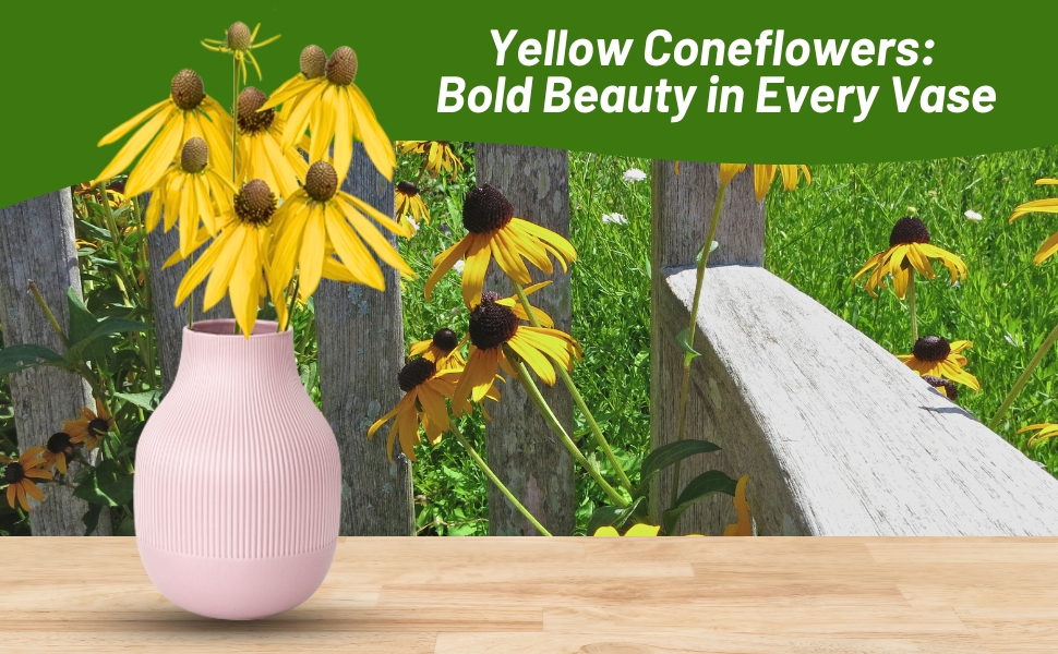 Echinacea paradoxa Yellow Coneflower Cut Flowers