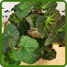 Glossy Green Foliage of Limitless Begonia Plants