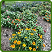 image of flower