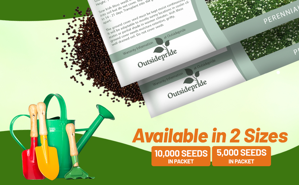 Sagina Subulata Irish Moss Seed Packets For Planting