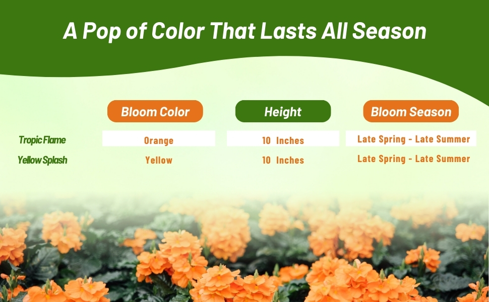 Bloom Color, Height, & Season For Crossandra Plants